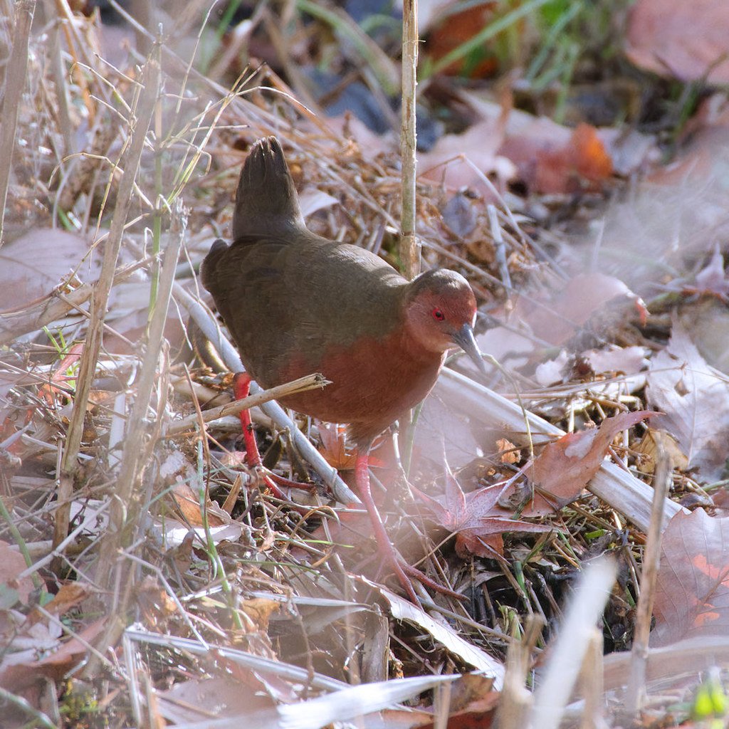 🌳 마이오카 공원 (舞岡公園) 이미지 8